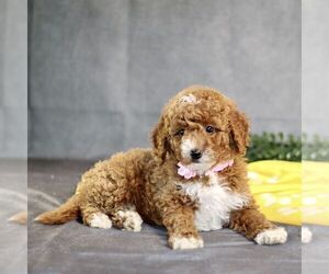 Goldendoodle (Miniature) Puppy for sale in BIRD IN HAND, PA, USA