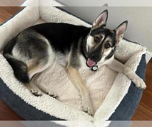 German Shepherd Dog Dogs for adoption in San Martin, CA, USA