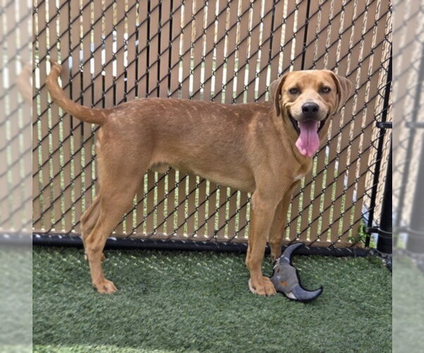 Medium Photo #1 Rhodesian Ridgeback-Unknown Mix Puppy For Sale in Norco, CA, USA