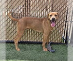 Small Rhodesian Ridgeback Mix