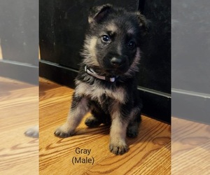 German Shepherd Dog Puppy for sale in SAN MARCOS, TX, USA