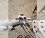 Small #8 Bull Terrier Mix