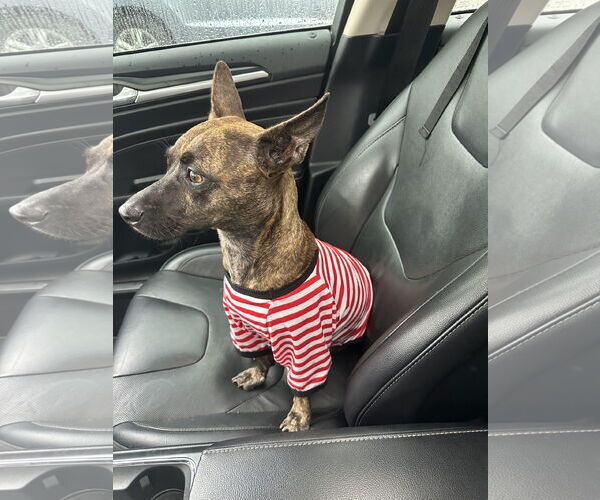 Medium Photo #1 Chihuahua-Unknown Mix Puppy For Sale in Sanford, FL, USA