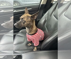 Chihuahua-Unknown Mix Dogs for adoption in Sanford, FL, USA