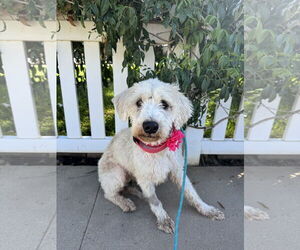 Labrador Retriever-Unknown Mix Dogs for adoption in Newport Beach, CA, USA