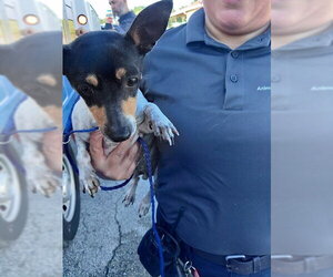 Chihuahua-Unknown Mix Dogs for adoption in Fort Lauderdale, FL, USA