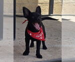 Small #3 Dachshund Mix