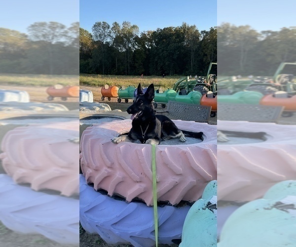 Medium Photo #1 German Shepherd Dog Puppy For Sale in WEST POINT, VA, USA