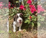 Small Photo #6 English Springer Spaniel Puppy For Sale in RAMER, AL, USA