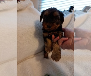 Yorkshire Terrier Puppy for sale in EDGEMOOR, SC, USA
