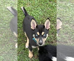 Siberian Husky-Unknown Mix Dogs for adoption in Cumming, GA, USA