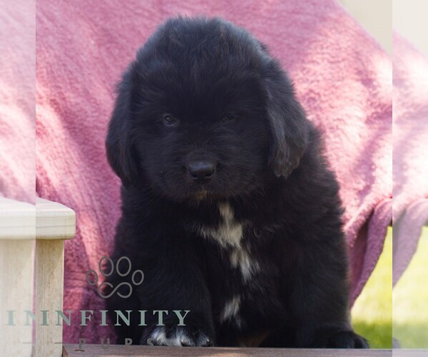 Medium Photo #3 Newfoundland Puppy For Sale in KINZERS, PA, USA