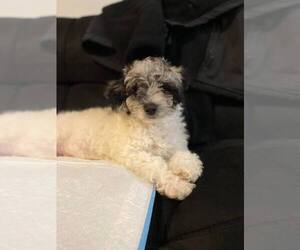 Poodle (Miniature) Puppy for sale in PHILA, PA, USA