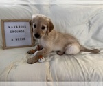 Small #2 Golden Retriever