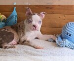 Small #4 Boston Terrier