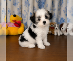 Small #33 Morkie