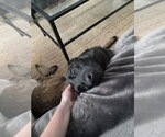 Small #10 Mutt