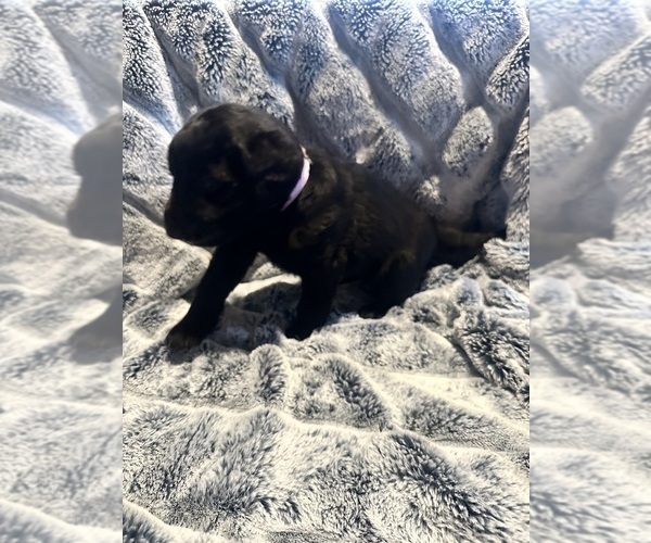 Medium Photo #39 Labradoodle Puppy For Sale in KIRKSVILLE, MO, USA