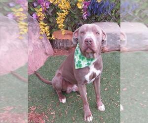 American Pit Bull Terrier Dogs for adoption in Oklahoma City, OK, USA