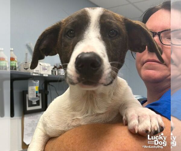 Medium Photo #3 Dachshund-Pointer Mix Puppy For Sale in Washington, DC, USA