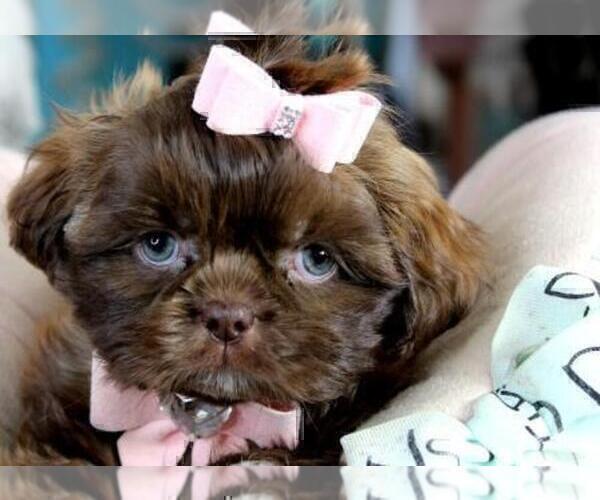 Medium Photo #3 Shih Tzu Puppy For Sale in FORT LAUDERDALE, FL, USA