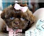 Small #2 Shih Tzu
