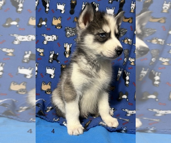 Medium Photo #6 Siberian Husky Puppy For Sale in DEARBORN, MO, USA