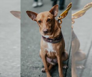 Chihuahua-Unknown Mix Dogs for adoption in New York, NY, USA