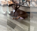 Small #5 Chihuahua