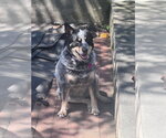 Small #9 Mutt
