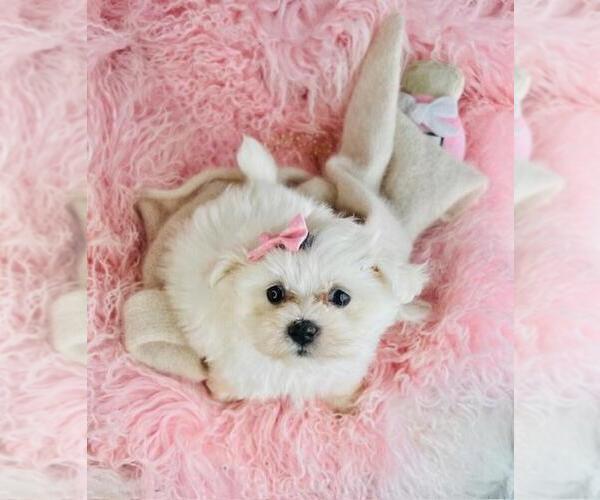 Medium Photo #21 Maltese Puppy For Sale in THONOTOSASSA, FL, USA