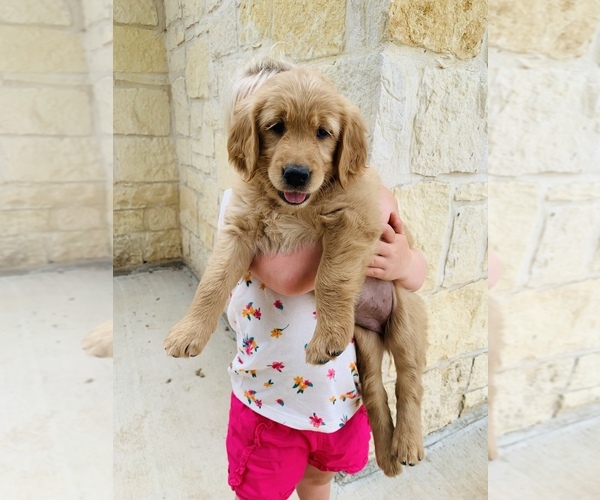Medium Photo #4 Golden Retriever Puppy For Sale in COMFORT, TX, USA