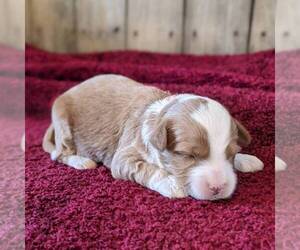 Goldendoodle (Miniature) Puppy for sale in WITHEE, WI, USA