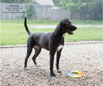Small #4 Retriever  Mix