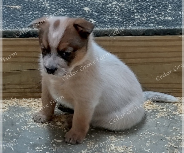 Full screen Photo #2 Australian Cattle Dog Puppy For Sale in WINGATE, NC, USA