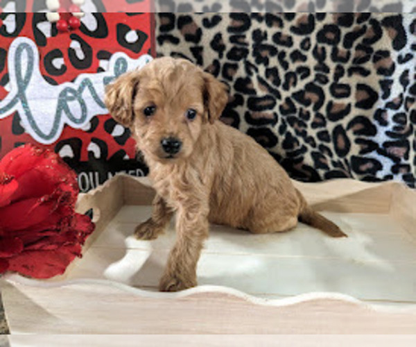 Medium Photo #7 Bernedoodle (Miniature) Puppy For Sale in SPARTA, MO, USA
