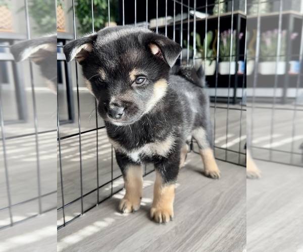 Medium Photo #2 Shiba Inu Puppy For Sale in DENVER, CO, USA