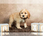 Small #4 Cockapoo