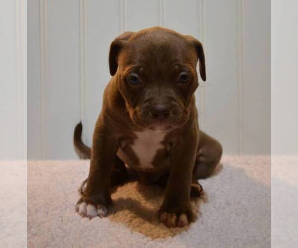 Medium Photo #8 American Bully Puppy For Sale in LENOIR CITY, TN, USA