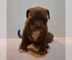 Small #7 American Bully