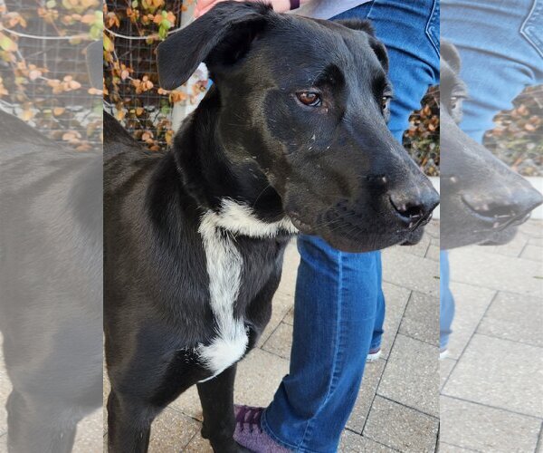 Medium Photo #8 Mutt Puppy For Sale in The Woodlands, TX, USA