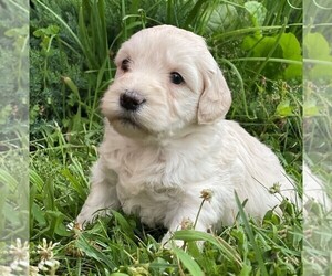 Goldendoodle-Poodle (Miniature) Mix Puppy for Sale in ROWLEY, Massachusetts USA