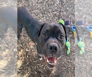 Bullboxer Pit Dogs for adoption in Plano, TX, USA