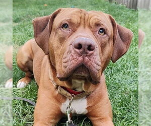 American Bulldog-American Staffordshire Terrier Mix Dogs for adoption in Minneapolis, MN, USA