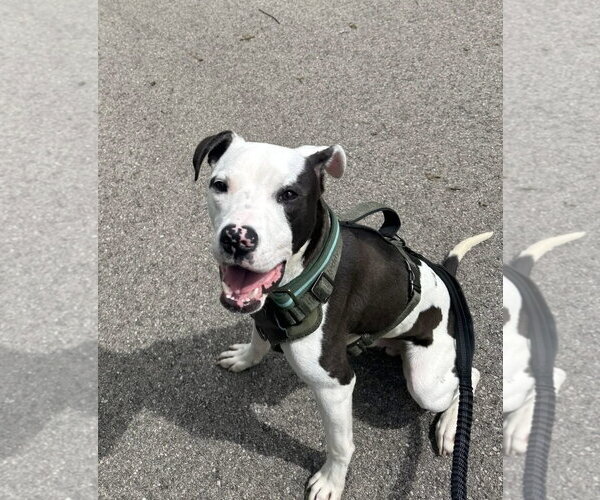 Medium Photo #6 American Pit Bull Terrier-Unknown Mix Puppy For Sale in Germantown, OH, USA