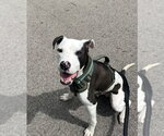 Small #5 American Pit Bull Terrier Mix