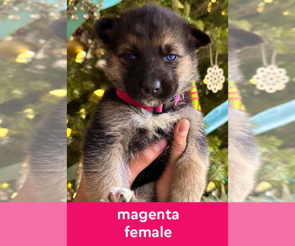 Medium Photo #1 German Shepherd Dog-Siberian Husky Mix Puppy For Sale in LANSING, MI, USA