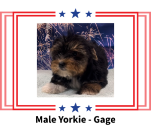 Yorkshire Terrier Puppy for sale in AZLE, TX, USA