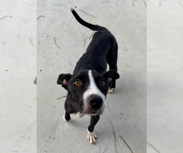 Medium Photo #1 American Pit Bull Terrier-Labrador Retriever Mix Puppy For Sale in Oakhurst, NJ, USA