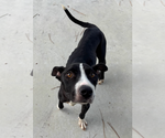 Small American Pit Bull Terrier-Labrador Retriever Mix